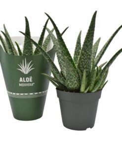 Aloe MEDIVERA® Tropical – Ø 14 cm – ↕30 cm