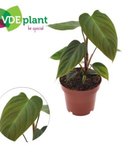 Philodendron Nangaritens 12cm – Ø12cm – ↕25cm