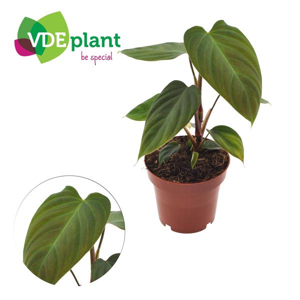 Philodendron Nangaritens 12cm – Ø12cm – ↕25cm