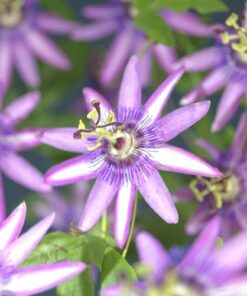 Passiflora ‚Amethyst‘ +light Label – Ø23cm – ↕115cm