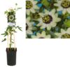 Passiflora ‚Beauty Of Hannover‘ +light Label – Ø17cm – ↕75cm