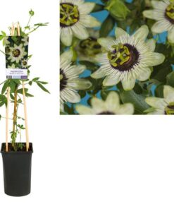 Passiflora ‚Beauty Of Hannover‘ +light Label – Ø17cm – ↕75cm