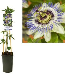 Passiflora Caerulea +light Label – Ø17cm – ↕75cm