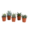 Gasteria/Haworthia-Mischung 5,5cm – zonder pot – 5x