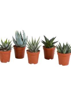 Gasteria/Haworthia-Mischung 5,5cm – zonder pot – 5x