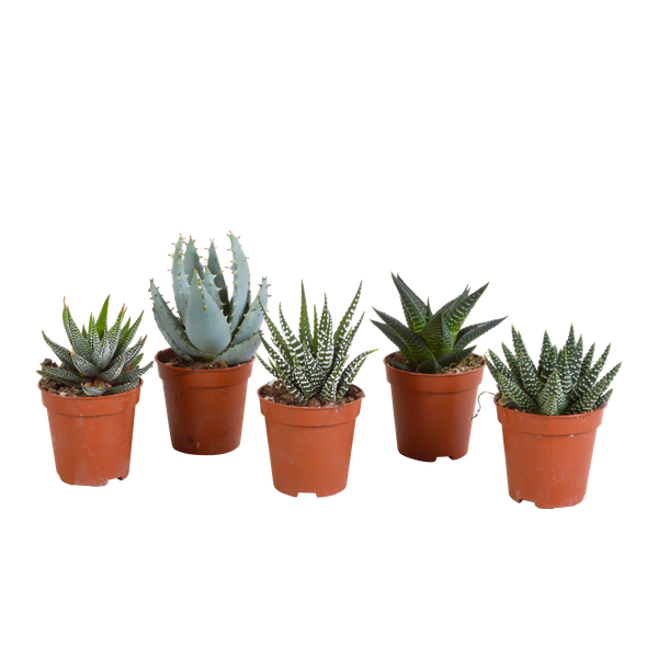 Gasteria/Haworthia-Mischung 5,5cm – zonder pot – 5x