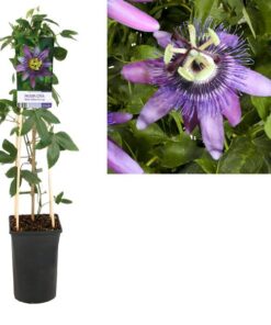 Passiflora ‚Betty Miles Young‘ +light Label – Ø17cm – ↕75cm