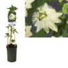 Passiflora ‚Snow Queen‘ PBR +light Label – Ø17cm – ↕75cm