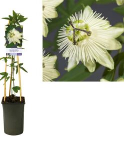 Passiflora ‚Snow Queen‘ PBR +light Label – Ø17cm – ↕75cm