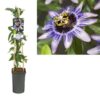 Passiflora ‚Damsel’s Delight‘ +light Label – Ø17cm – ↕75cm