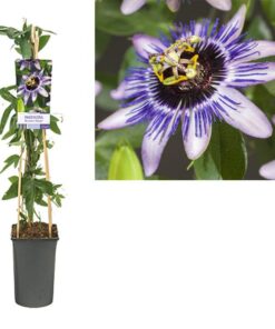 Passiflora ‚Damsel’s Delight‘ +light Label – Ø17cm – ↕75cm