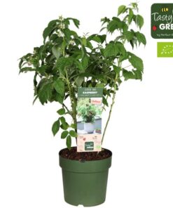 Rubus Low.® ‚Little Sweet Sister’® Bio P23 – Ø23cm – ↕70cm