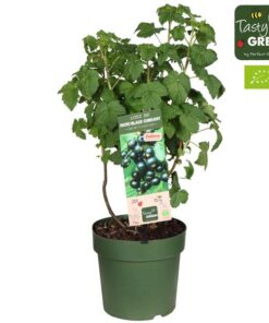 Ribes Low.® ‚Little Black Sugar’® Bio P23 – Ø23cm – ↕50cm