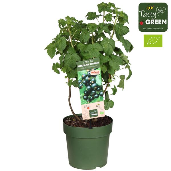 Ribes Low.® ‚Little Black Sugar’® Bio P23 – Ø23cm – ↕50cm