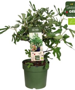 Ficus Carica ‚Little Miss Figgy‘ Bio P23 – Ø23cm – ↕50cm