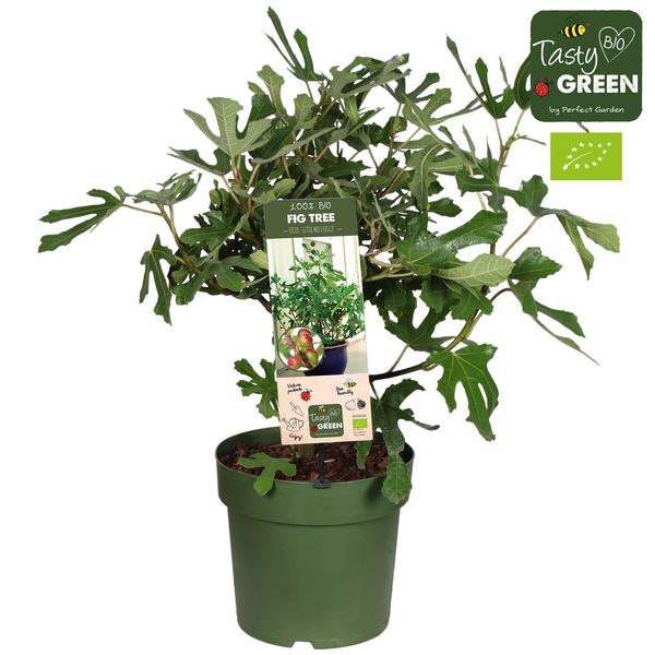 Ficus Carica ‚Little Miss Figgy‘ Bio P23 – Ø23cm – ↕50cm