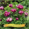 Paeonia Itoh ‚Pink Ardour‘ C5 – Ø21cm – ↕35cm