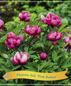 Paeonia Itoh ‚Pink Ardour‘ C5 – Ø21cm – ↕35cm