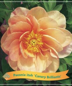 Paeonia Itoh ‚Canary Brilliants‘ C5 – Ø21cm – ↕35cm