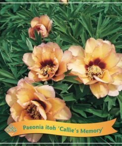 Paeonia Itoh ‚Callie’s Memory‘ C5 – Ø21cm – ↕35cm