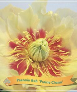 Paeonia Itoh ‚Prairie Charm‘ C5 – Ø21cm – ↕35cm