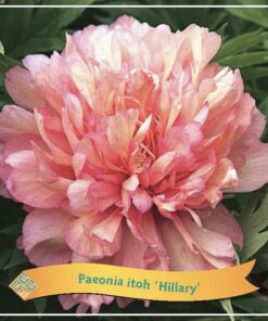 Paeonia Itoh ‚Hillary‘ C5 – Ø21cm – ↕35cm