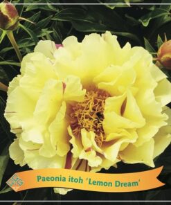 Paeonia Itoh ‚Lemon Dream‘ C5 – Ø21cm – ↕35cm