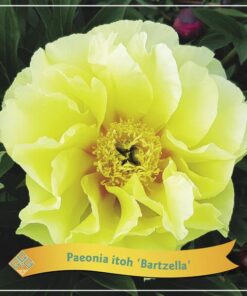 Paeonia Itoh ‚Bartzella‘ C5 – Ø21cm – ↕35cm