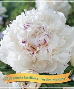 Paeonia Lactiflora ‚Festiva Maxima‘ C5 – Ø21cm – ↕35cm