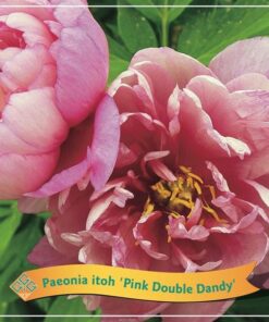 Paeonia Itoh ‚Pink Double Dandy‘ C5 – Ø21cm – ↕35cm