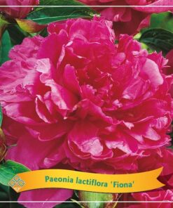 Paeonia Lactiflora ‚Fiona‘ C5 – Ø21cm – ↕35cm