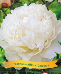 Paeonia Lactiflora ‚Gardenia‘ C5 – Ø21cm – ↕35cm