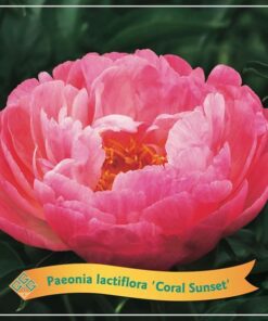 Paeonia Lactiflora ‚Coral Sunset‘ C5 – Ø21cm – ↕35cm