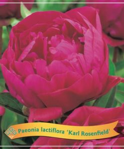 Paeonia Lactiflora ‚Karl Rosenfield‘ C5 – Ø21cm – ↕35cm