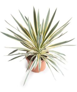 Yucca Gloriosa Variegata – Ø26cm – ↕50cm