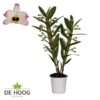 Dendrobium Nobile Sunny Eyes 2 Stam 12+ Tros De Hoog – Ø12cm – ↕50cm