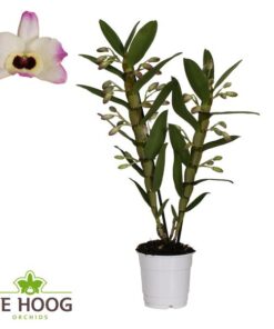 Dendrobium Nobile Sunny Eyes 2 Stam 12+ Tros De Hoog – Ø12cm – ↕50cm