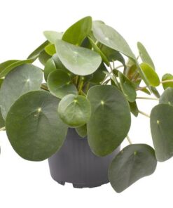 Pilea Peperomioides 12 Cm – Ø12cm – ↕20cm