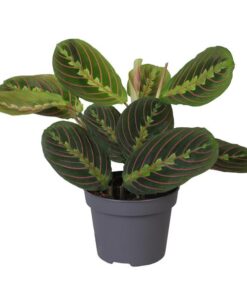 Calathea Leuconeura Red Stripe 12 Cm – Ø12cm – ↕25cm