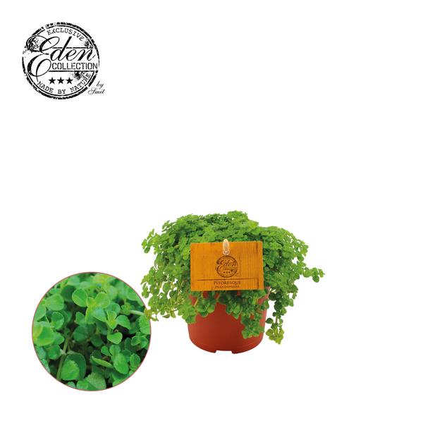 Pilea Depressa 10,5cm – Ø10,5cm – ↕15cm