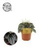 Peperomia Napoli Nights 10,5cm – Ø10,5cm – ↕15cm