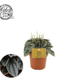 Peperomia Napoli Nights 10,5cm – Ø10,5cm – ↕15cm