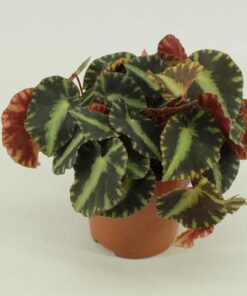 Begonia Cleopatra 10,5cm – Ø10,5cm – ↕15cm