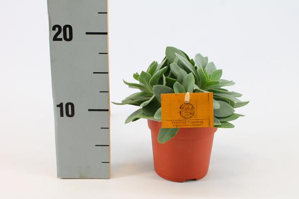 Senecio Cephalophorus 10,5cm – Ø10,5cm – ↕15cm