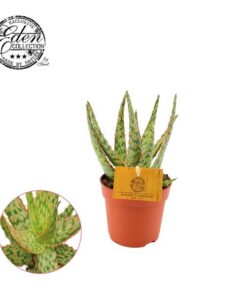 Aloe Hybride  Ø 10,5 cm – ↕15 cm