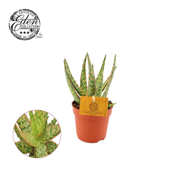 Aloe Hybride  Ø 10,5 cm – ↕15 cm