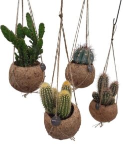 Kokodama Cactus Mix – 4 Stücke – Ø12cm – ↕20cm