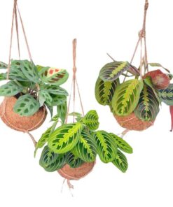 Kokodama Maranta Mix – 3 Stücke – Ø15cm – ↕20cm