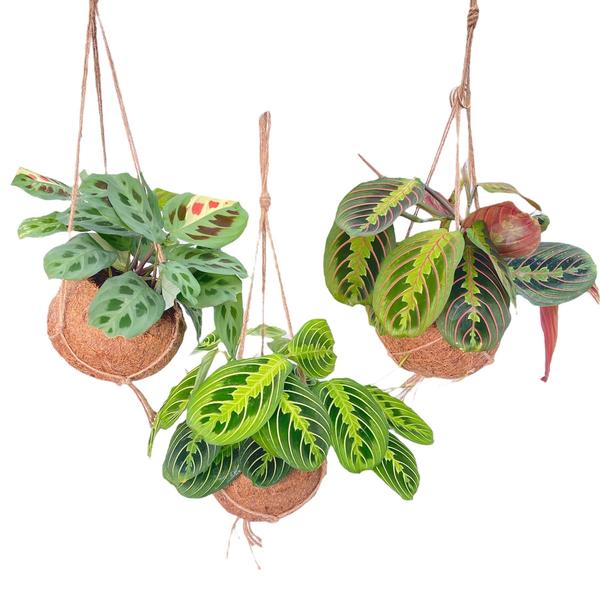 Kokodama Maranta Mix – 3 Stücke – Ø15cm – ↕20cm