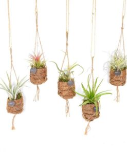 Kokodama Birdnest Tillandsia Mix – 8 Stücke – Ø7cm – ↕5cm